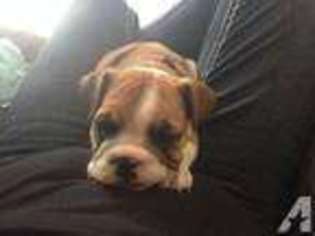 Bulldog Puppy for sale in BEECH GROVE, IN, USA
