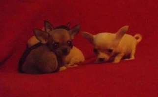 Chihuahua Puppy for sale in STEUBENVILLE, OH, USA