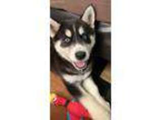 Medium Photo #1 Alaskan Husky Puppy For Sale in Chula Vista, CA, USA