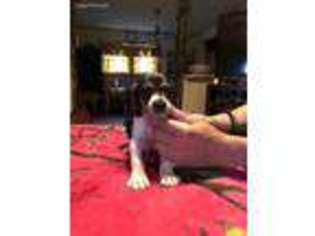 Mutt Puppy for sale in VALLEY VIEW, PA, USA