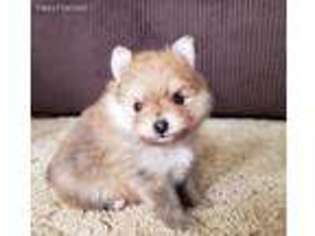 Pomeranian Puppy for sale in Bushnell, IL, USA