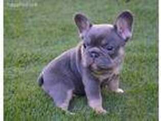 French Bulldog Puppy for sale in Waco, TX, USA