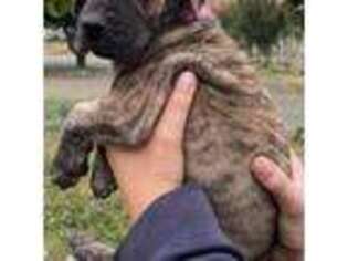 Great Dane Puppy for sale in Selah, WA, USA