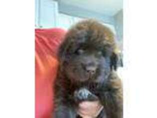 Newfoundland Puppy for sale in Chicago, IL, USA