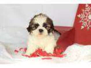 Mutt Puppy for sale in Versailles, MO, USA