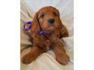 Goldendoodle Puppy for sale in Syracuse, UT, USA