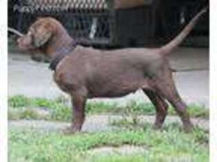Labrador Retriever Puppy for sale in Orange, TX, USA