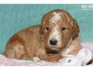 Goldendoodle Puppy for sale in Lexington, KY, USA