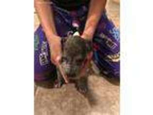 Great Dane Puppy for sale in Junction City, KS, USA