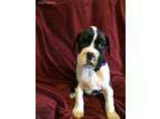 Boxer Puppy for sale in Cleveland, OK, USA