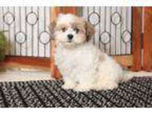 Shih-Poo Puppy for sale in Bonita Springs, FL, USA