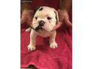 Bulldog Puppy for sale in Mcdonough, GA, USA