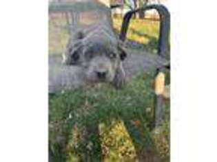 Cane Corso Puppy for sale in Campbellsville, KY, USA