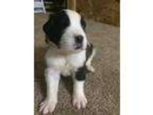 Saint Bernard Puppy for sale in Ottertail, MN, USA