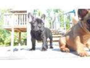 French Bulldog Puppy for sale in Eugene, OR, USA