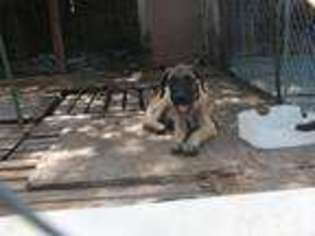 Mastiff Puppy for sale in SAN ANTONIO, TX, USA