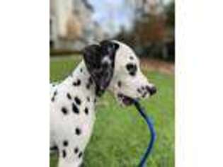 Dalmatian Puppy for sale in Atlanta, GA, USA