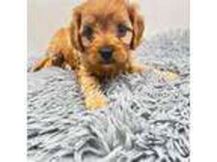 Cavapoo Puppy for sale in Colbert, WA, USA