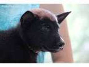 Belgian Malinois Puppy for sale in Brooksville, FL, USA