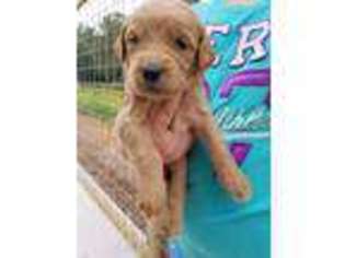 Goldendoodle Puppy for sale in Newfolden, MN, USA