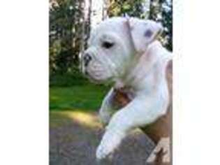 Bulldog Puppy for sale in TENINO, WA, USA