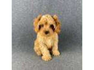 Cavapoo Puppy for sale in Powder Springs, GA, USA