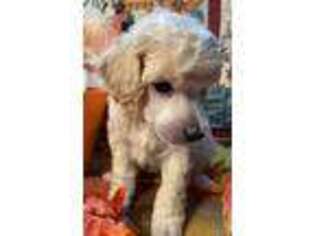 Mutt Puppy for sale in Lake Charles, LA, USA