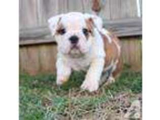 Bulldog Puppy for sale in RALEIGH, NC, USA