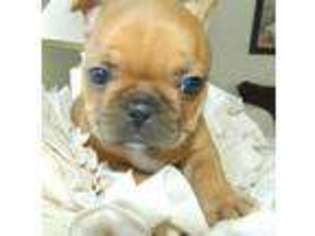 French Bulldog Puppy for sale in MISHAWAKA, IN, USA
