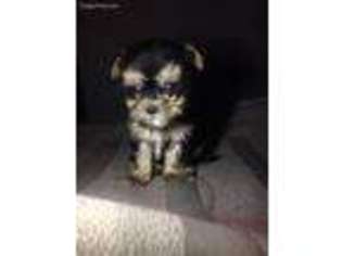 Yorkshire Terrier Puppy for sale in San Diego, CA, USA