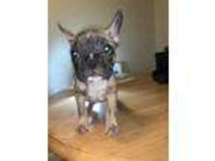 French Bulldog Puppy for sale in Clemson, SC, USA