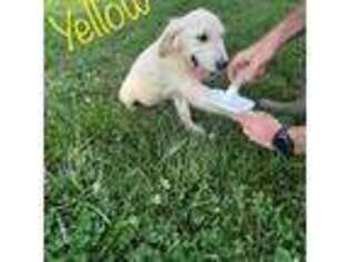 Golden Retriever Puppy for sale in Manchester, MD, USA