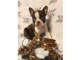 Boston Terrier Puppy for sale in Hartville, MO, USA