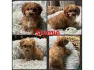 Cavapoo Puppy for sale in Wilmington, NC, USA