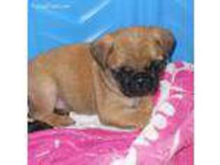 Pug Puppy for sale in Rudy, AR, USA