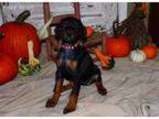 Doberman Pinscher Puppy for sale in Hartford City, IN, USA