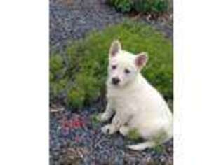 German Shepherd Dog Puppy for sale in Burr Oak, MI, USA
