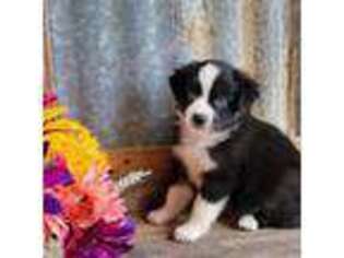 Miniature Australian Shepherd Puppy for sale in Madill, OK, USA