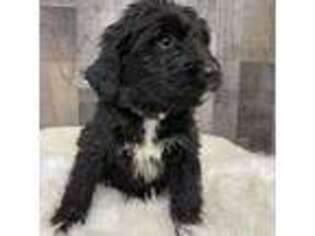 Buggs Puppy for sale in Prescott, WA, USA