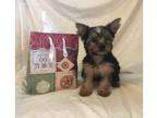 Yorkshire Terrier Puppy for sale in Brookville, PA, USA