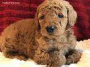 Goldendoodle Puppy for sale in Keene, TX, USA