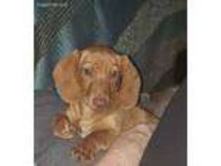 Dachshund Puppy for sale in Chesapeake, VA, USA