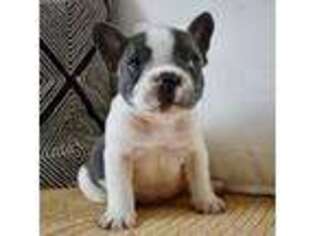 French Bulldog Puppy for sale in Milton, PA, USA