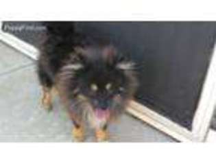 Pomeranian Puppy for sale in Stockton, CA, USA