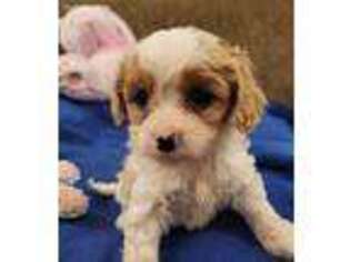 Cavapoo Puppy for sale in Winston Salem, NC, USA