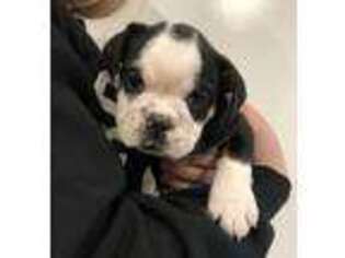 Bulldog Puppy for sale in Saint George, KS, USA