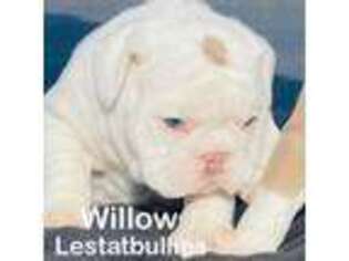 Olde English Bulldogge Puppy for sale in Northridge, CA, USA
