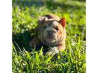 Bulldog Puppy for sale in Bethel, PA, USA