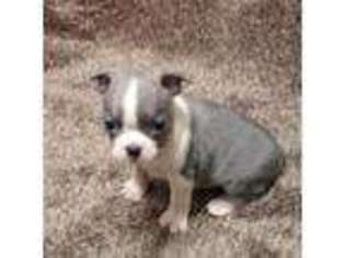 Boston Terrier Puppy for sale in Marietta, OK, USA