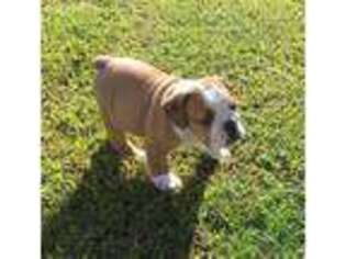 Bulldog Puppy for sale in Frenchburg, KY, USA